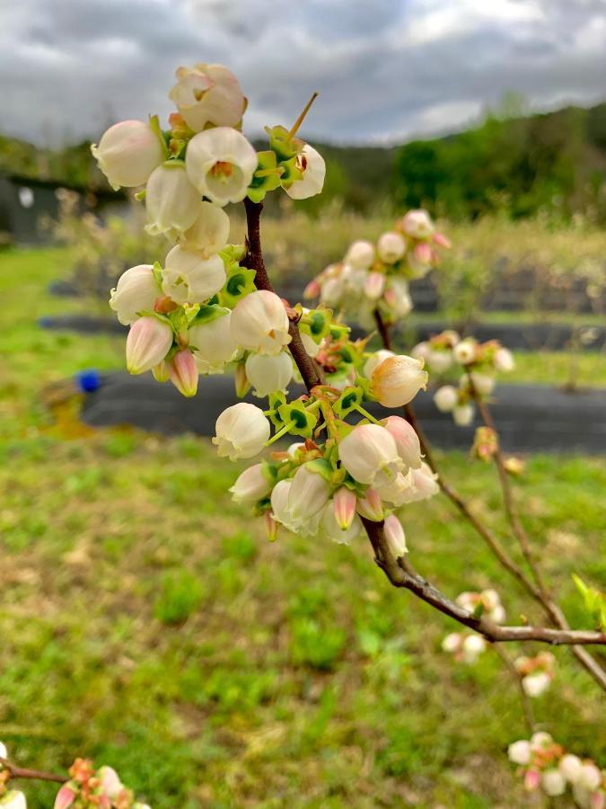 Quinta De Requeixo Villa Guimaraes Ngoại thất bức ảnh
